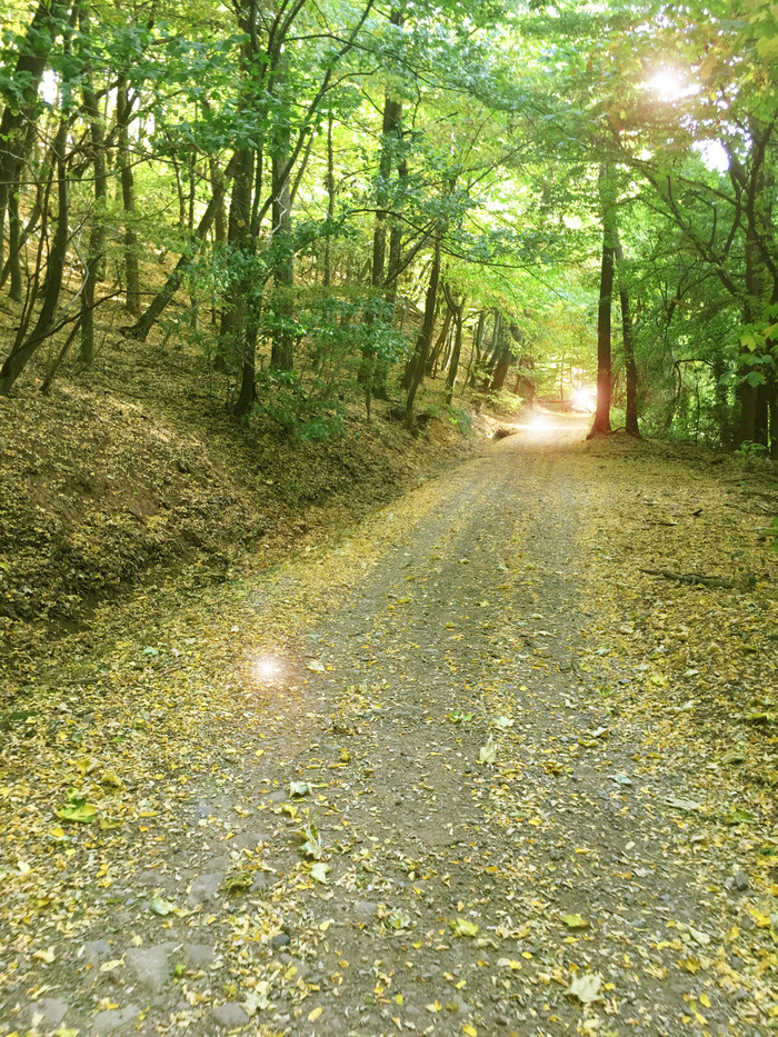 A road through a forest with a lit clearing at the end.